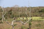 Travelling the Pantanal on&nbsp;horseback