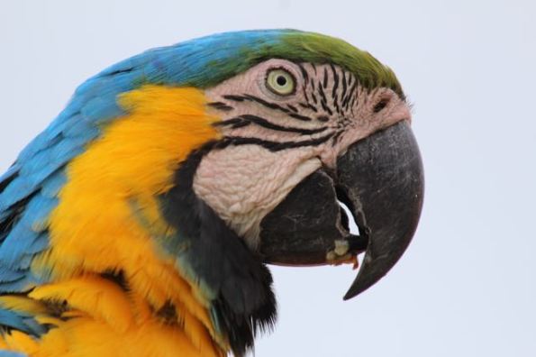 Pantanal macaw