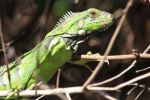 reptile in the&nbsp;Pantanal