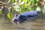 Caiman in the&nbsp;Pantanal