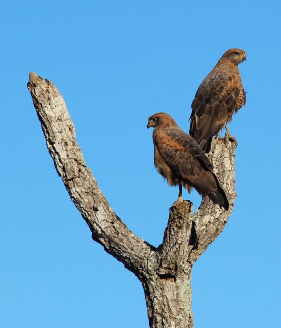 Hawks in the Pantanal
