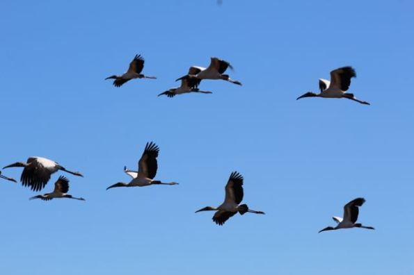 birds in Pantanal