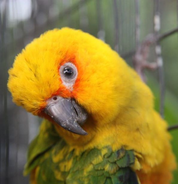 Yellow and green bird