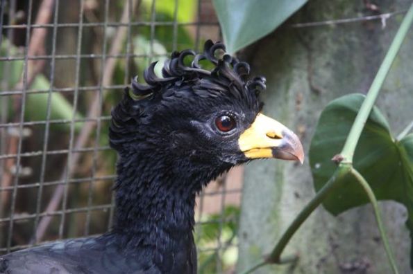 razor-billed curassow