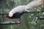 silver pheasant