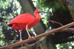 Scarlet ibis