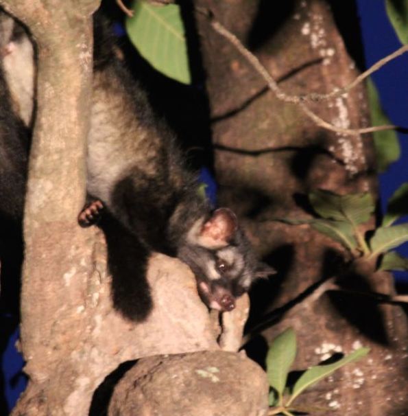 Asian palm civet