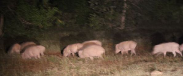 Wild boars