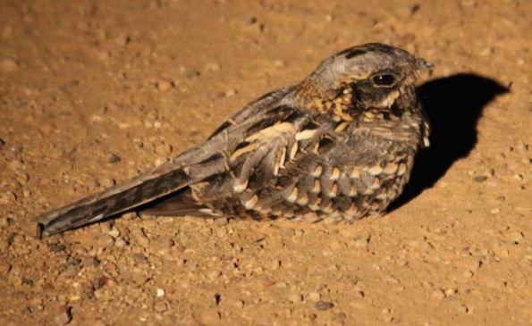 Nightjar