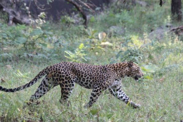 Leopard walking, Pench