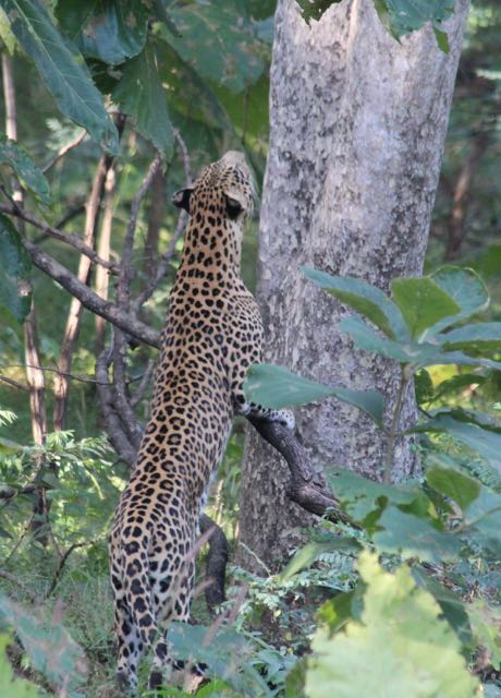 Leopard at tree