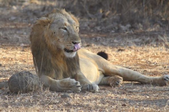 Male Asiatic lion, Gir, India