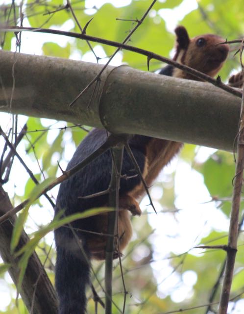 Malabar giant squirrel