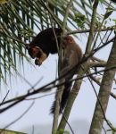 Malabar squirrel with&nbsp;macaque