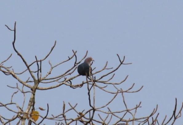 Green imperial pigeon