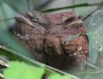 Sri Lanka frogmouths