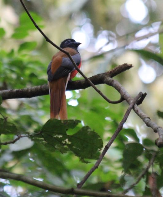 Malabar trogon, male