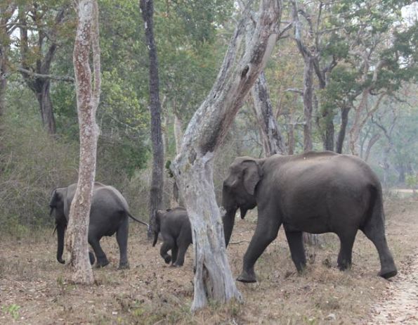 elephant family on move