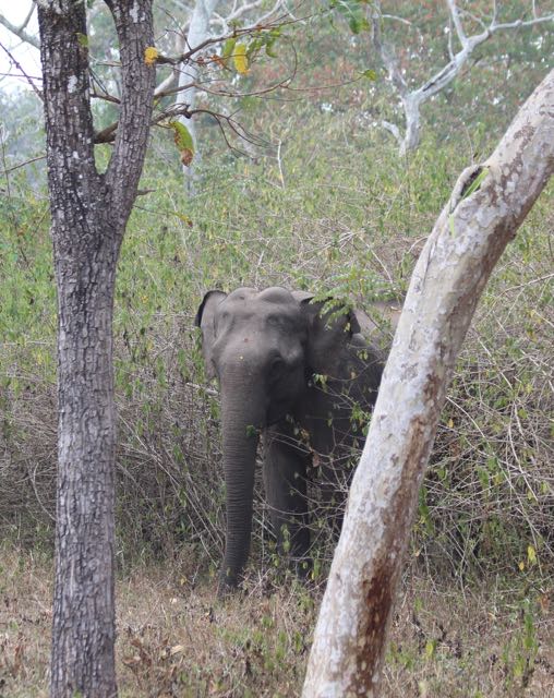 elephant between trees
