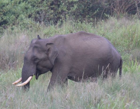 tusker elephant