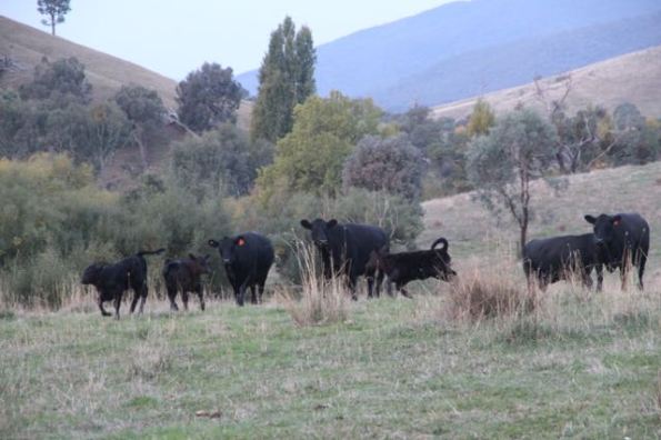 Black Angus cows and calves