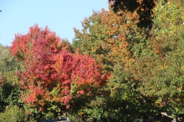 Autumn colours of Yackandandah
