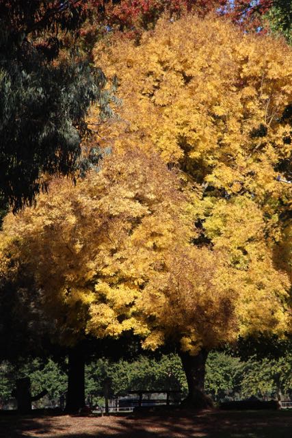 Yackandandah in autumn