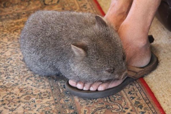 Tink the Wombat gets some sleep
