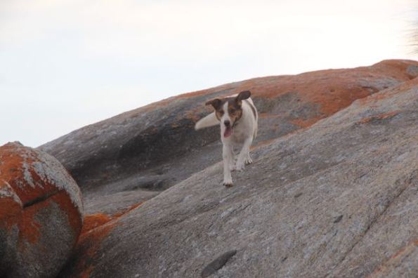 Dog on Allport Beach, Flinders Island
