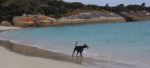 Dog in water at Allport Beach, Flinders&nbsp;Island