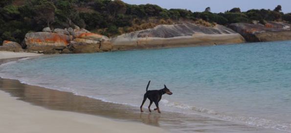Dog in water at Allport Beach, Flinders Island