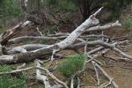 wood debris on Flinders&nbsp;Island