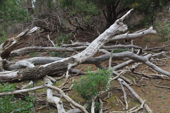 wood debris on Flinders Island