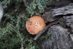Fungus, Flinders Island