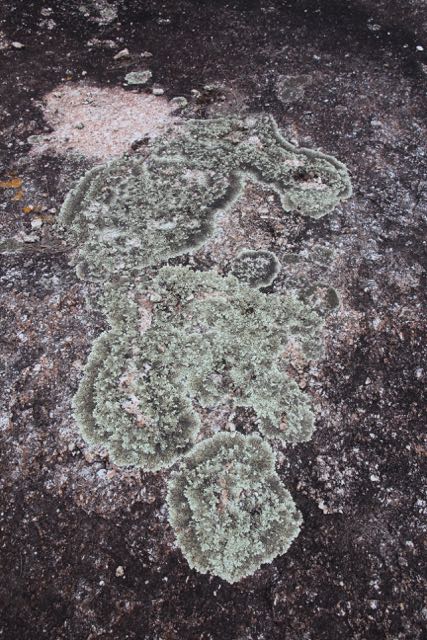 Lichen on Flinders Island