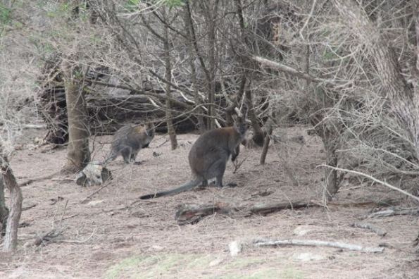 Wallabies on Flinders Island