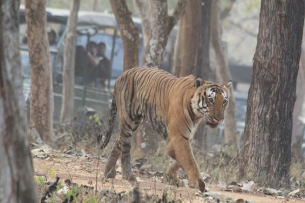 Bandipur's famous tiger, Prince