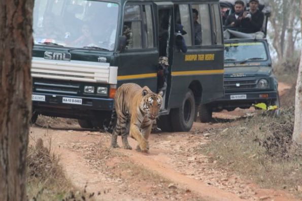 Tiger in Bandipur