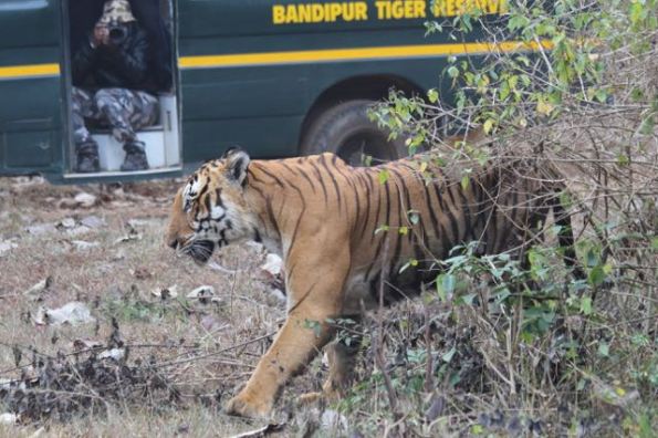 Prince in Bandipur National Park
