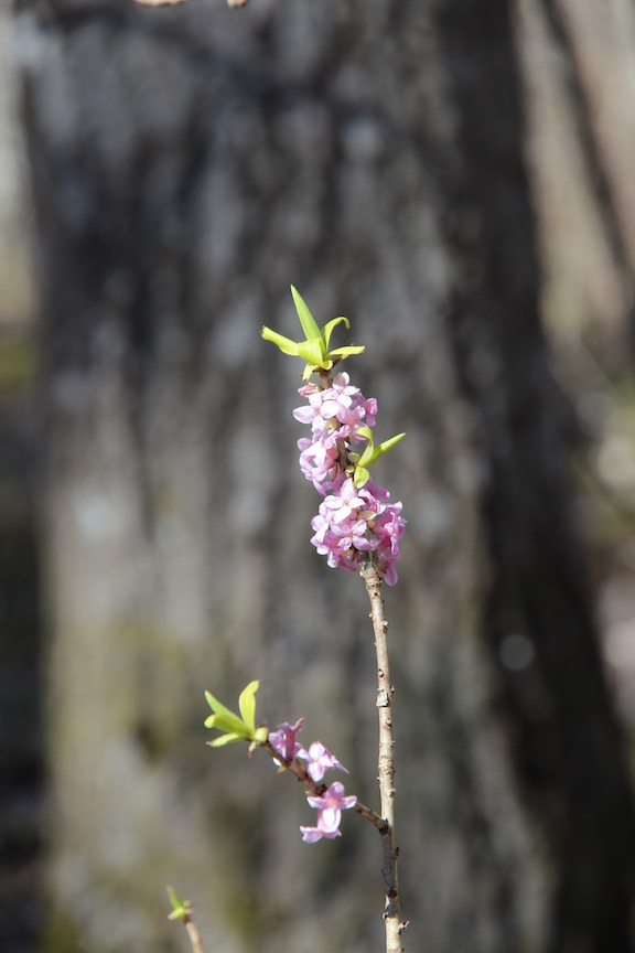 Pappilanniemi nature trail