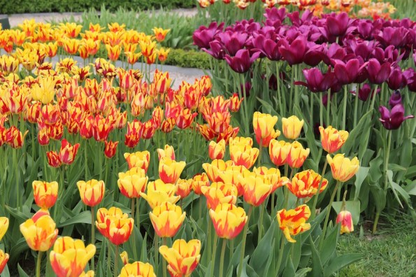 Rundāle Palace, tulips
