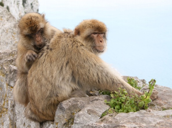 Barbary macaques, Gibraltar