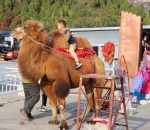 Riding a camel,&nbsp;China