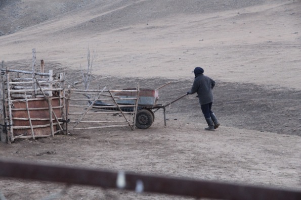 Feeding animals in Mongolia