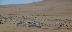 Livestock Mongolia