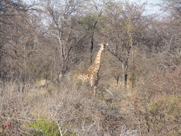 Giraffe, Etosha national park