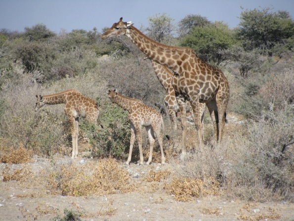 Giraffes in Etosha national park, Namibia