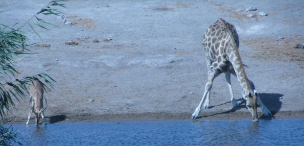 Giraffe drink, Etosha national park, Namibia