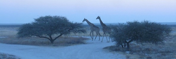 Giraffes at dusk in Etosha national park, Namibia