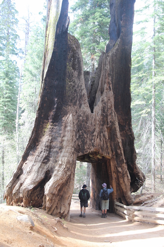 Sequoia, Yosemite National Park
